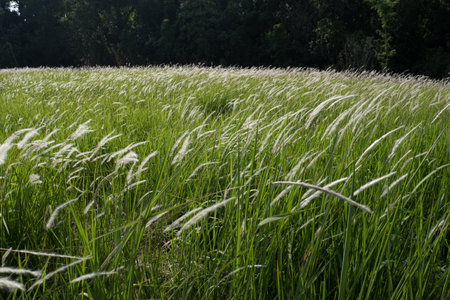 meadow flower field with green grasses