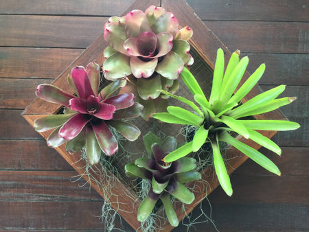 Vase plant decoration on wallの写真素材