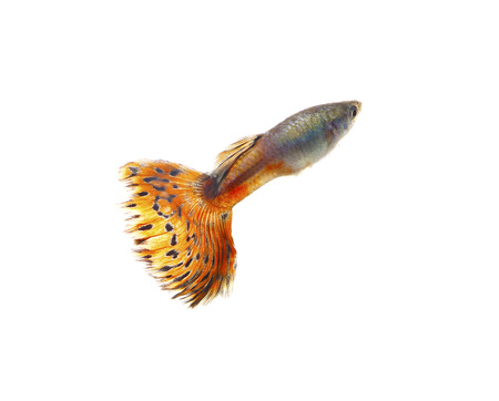 Guppy fish Isolated on white Backgroundの写真素材