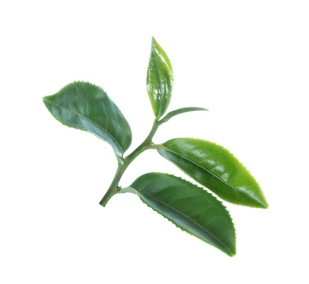 Green tea leaf isolated on white backgroundの写真素材