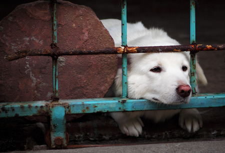 a dog looking through the bars of a fence.