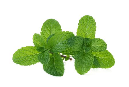 Fresh mint isolated on a white background.の写真素材