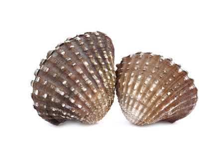 Boiled cockles or scallop isolated on white background.の写真素材