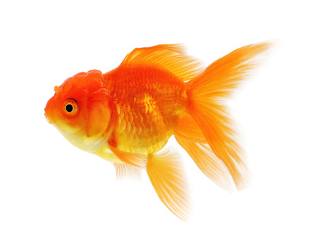 Gold fish, Goldfish Isolation on the white background.の写真素材