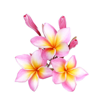 pink frangipani, plumeria flower isolated on white background.の写真素材