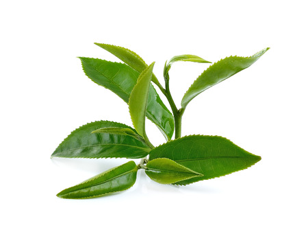 Green tea leaf isolated on white background.の写真素材
