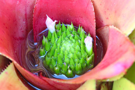 pollen of Bromeliad, Bromeliaceae Flower Inside Macro shot.