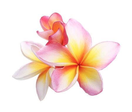 pink bloom frangipani flower, plumeria flower isolated on white background.の写真素材
