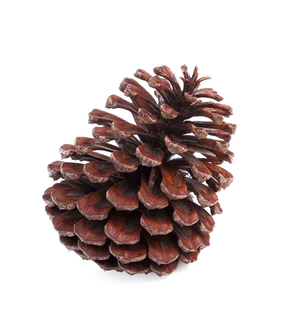 pine cone isolated on a white background.の写真素材