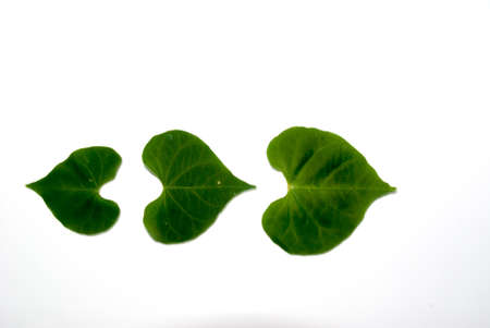 Green leaf on white background