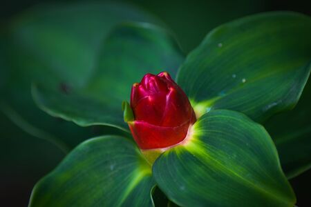 Beautiful flowerの写真素材