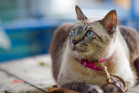 Cat beautifulの写真素材