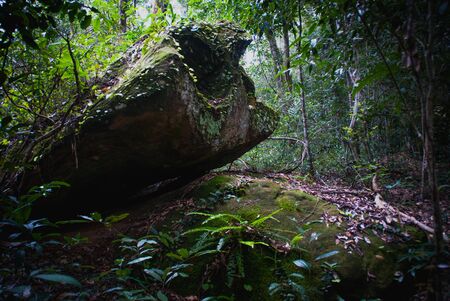 the stone is carpeted with mossの写真素材