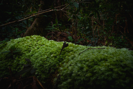 the tree is carpeted with mossの写真素材