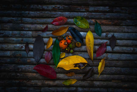 Variegated leavesの写真素材