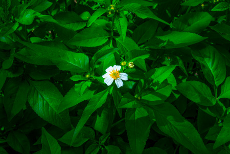 small white flowersの写真素材
