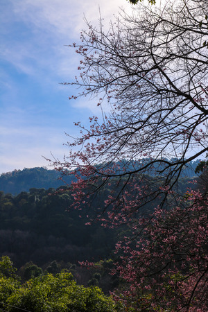 Wild himalayan cherry (prunus cerasoides) at Chiangmai Thailand.background mountian and skyの写真素材