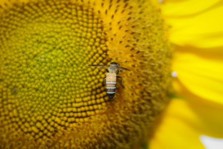 close up bee whith sunflower blur