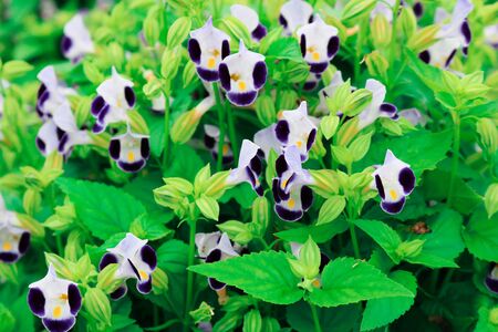 Torenia fournieri Lindl or Wishbone flower blooming in field plant.の写真素材