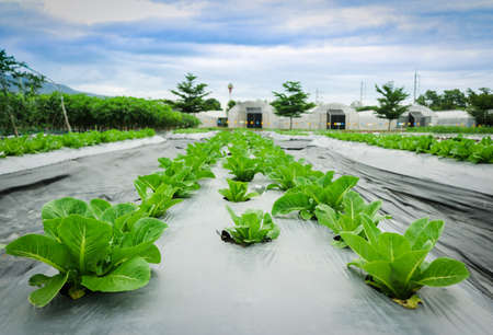 Green cos lettuce in field plant greenhouse background.の写真素材