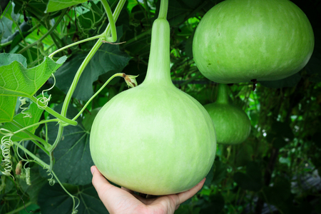 Man hand holding Bottle Gourd or Calabash in field plantの写真素材