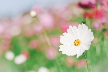 Beautiful white cosmos flower blooming in garden.の写真素材