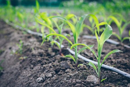 Close up seedling corn growth in field plant agriculture farm.の写真素材