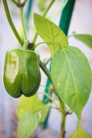 Close up green bell pepper or sweet pepper growth in field plant agriculture farm.の写真素材
