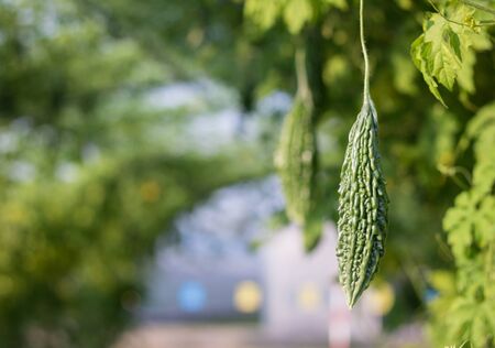 Close up bitter gourd or bitter cucumber growing in field plant agriculture farm.の写真素材