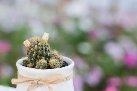 Close up cactus in white little flowerpot with nature bokeh background.の写真素材
