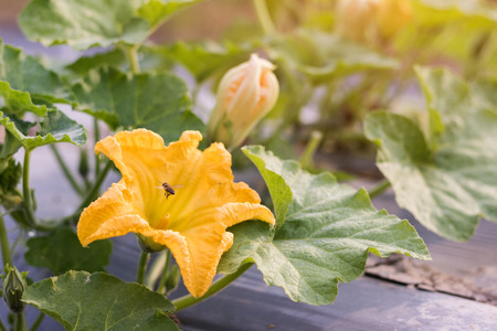 Close up yellow flower of pumpkin with bee growing in field plant.の写真素材