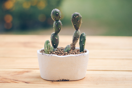 Close up cactus in white little flowerpot with nature bokeh background.の写真素材