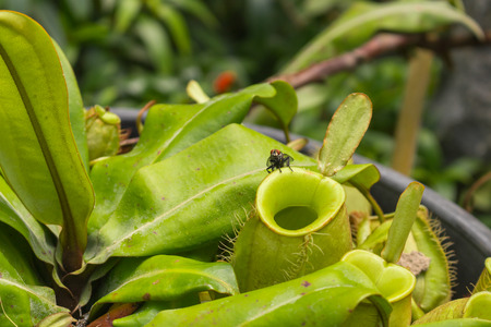 Close up fly on pitcher plant or Nepenthes ampullaria or monkey cupsの写真素材