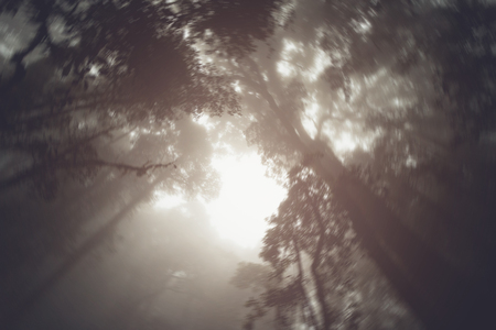 abstract silhouette upward tree in forest with fog in morning.