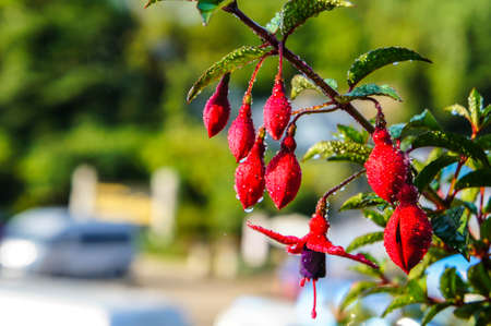 Bell flowers