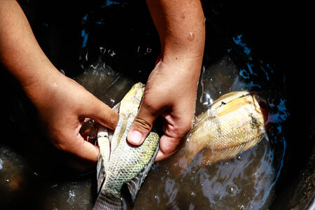 Cooking with Fishの写真素材