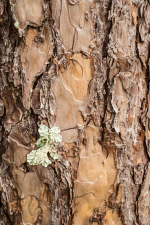 The pine bark for a background image.