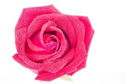 Red roses on a white background for Valentineの写真素材