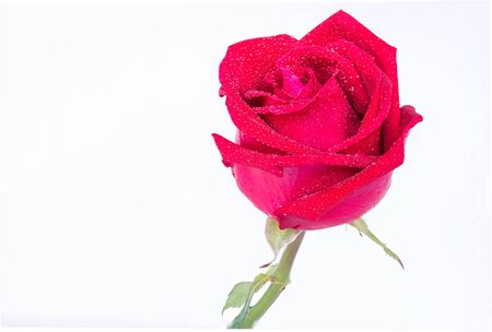 Red roses on a white background for Valentineの写真素材