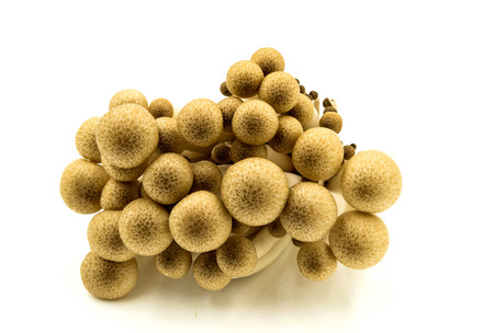 Shimeji mushrooms no makeup on white background.の写真素材