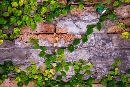 Tree Climbers old brick wall for background.の写真素材