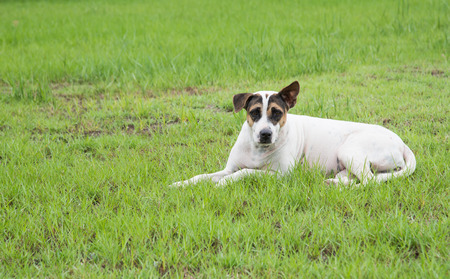 Stray dog lying in the grass Looking at the camera focuses on the face.