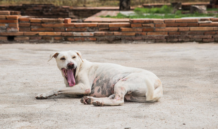 Homeless dog yawning white lie on the cement floor. Focus Page Dog.の写真素材