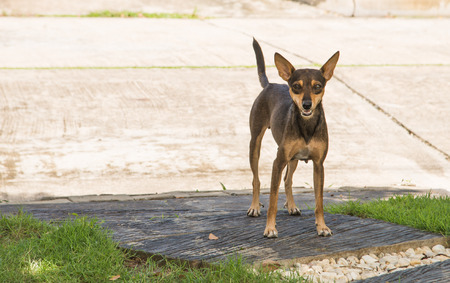 Are you looking for a stray dog standing on the cement floor. Focus Page Dog The background is blurred and poor light.の写真素材