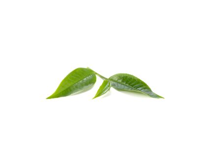Fresh green tea leaves on white background.の写真素材