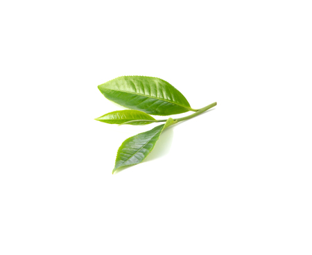 Fresh green tea leaves on white background.の写真素材