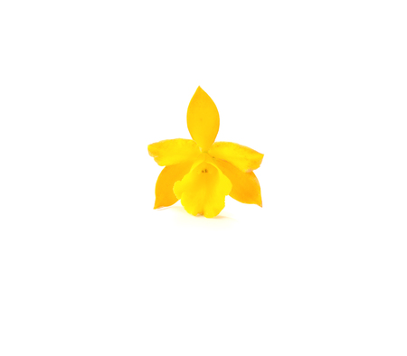 One yellow orchid flower on white background.の写真素材