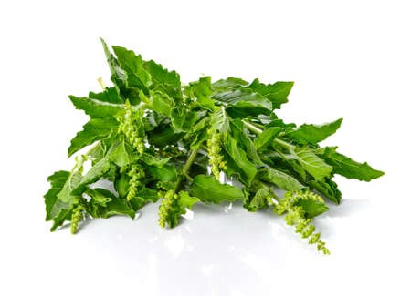 Basil leaves placed on white background.の写真素材