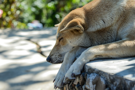 Sleeping Dogs on Cement floor.Photos header only.の写真素材