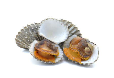 Cockle isolated on white background.